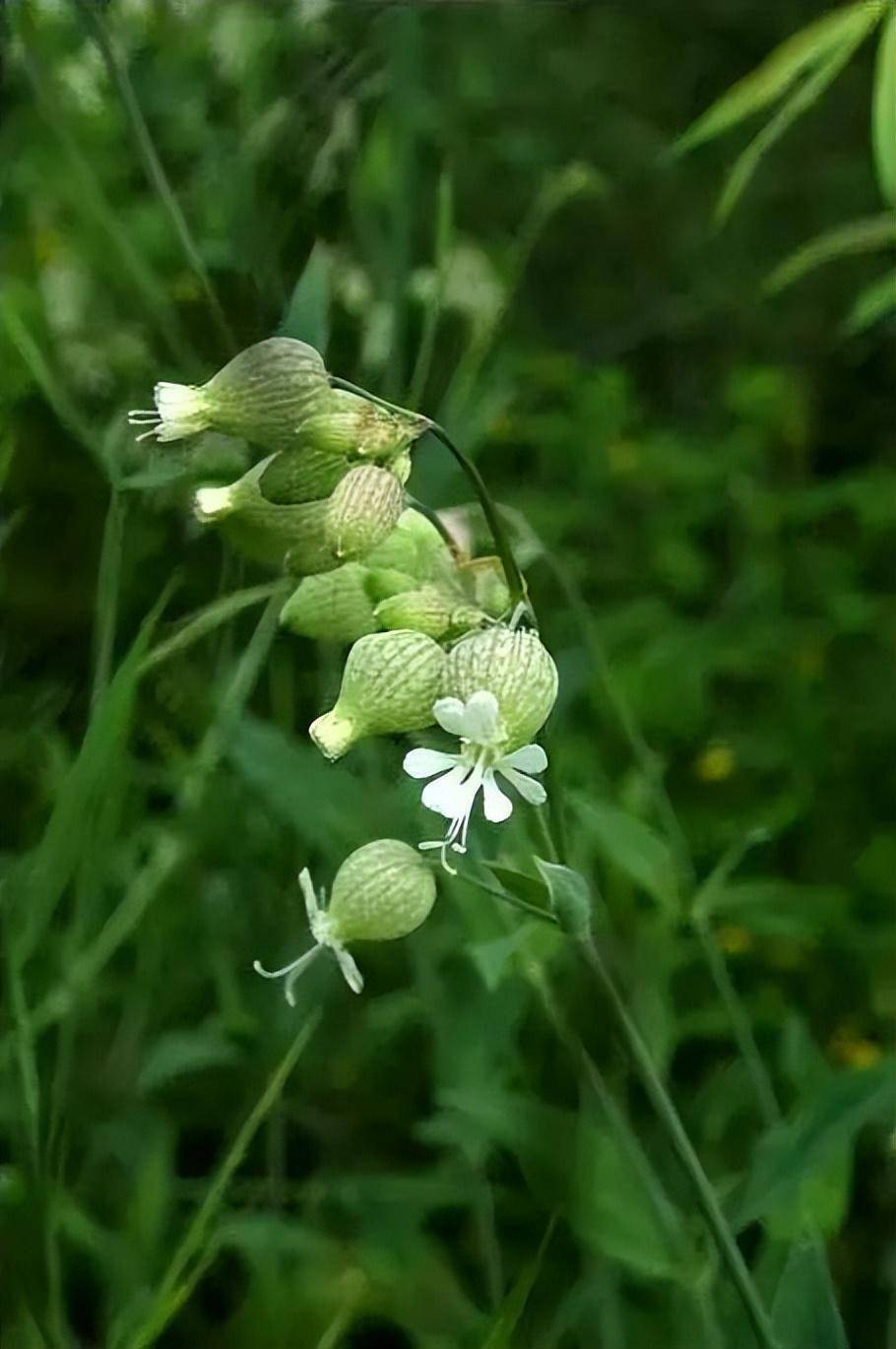 欣赏|白玉草花,清新雅致.