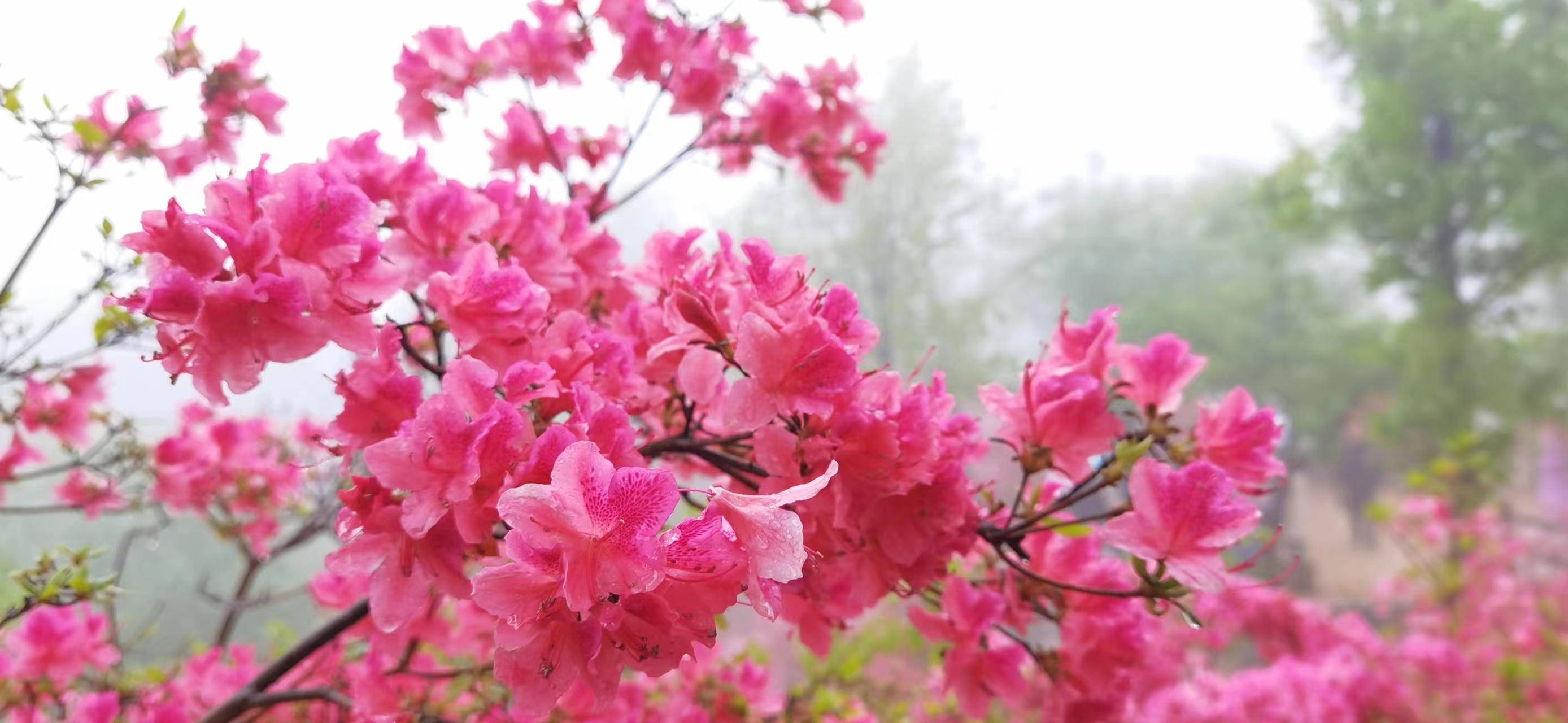 第三届鲁山杜鹃花节开幕_旅游资源_开幕式_丝绸