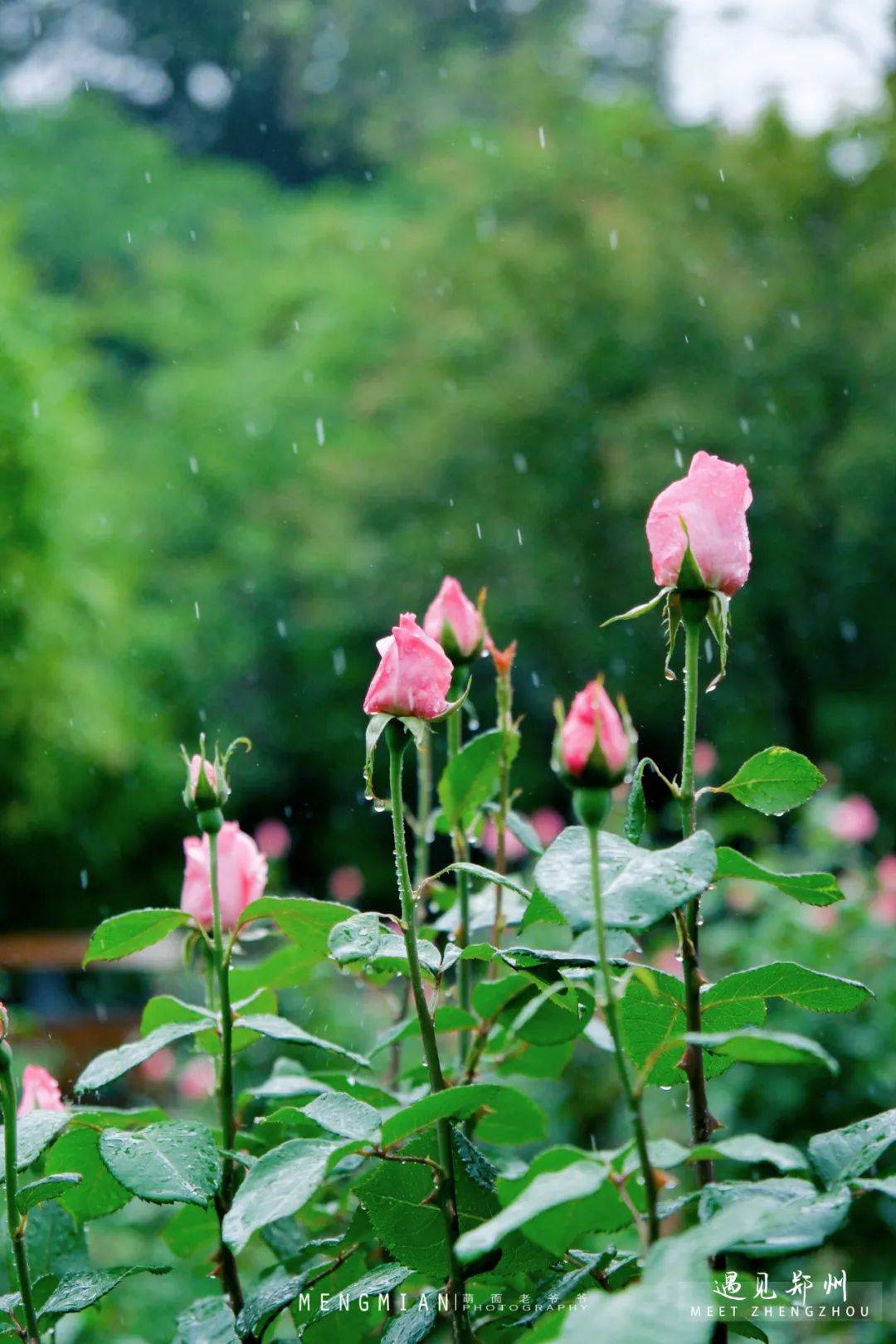 雨中的碧沙岗公园