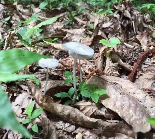 糞便,我們離黃鼬的家已經不遠了;路邊被吃精光的松塔,是松鼠們的傑作