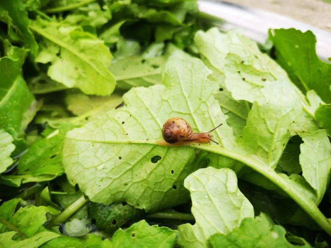 时序丨蜗牛:慢,也是一种力量_牙齿_触角_陆生