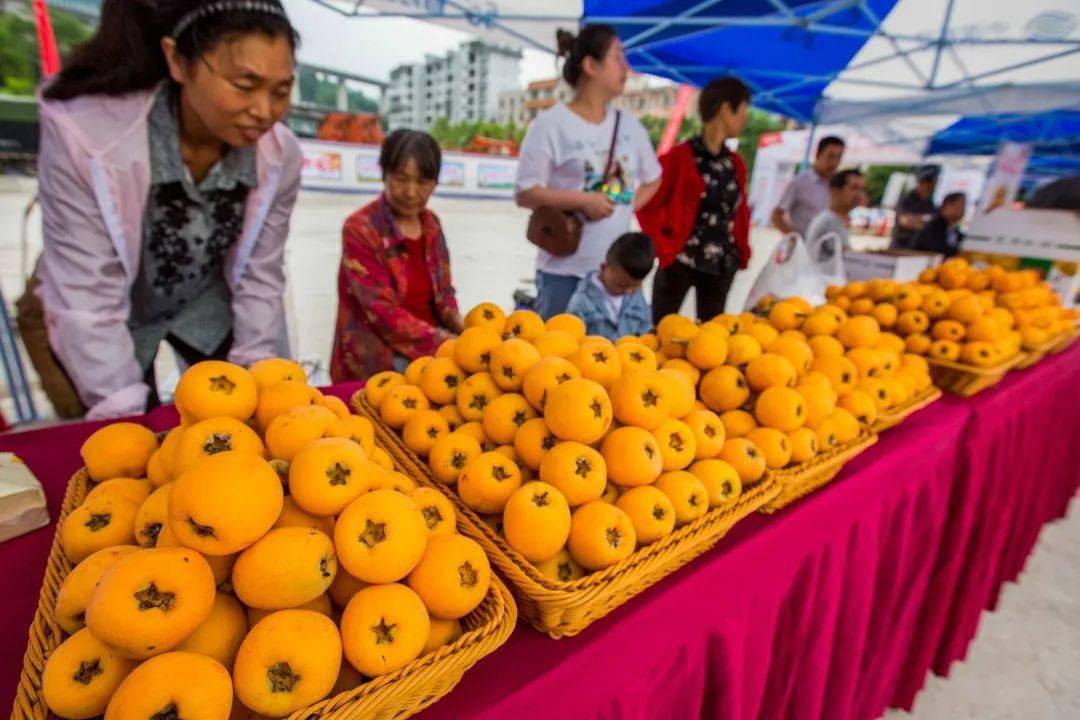 歙县枇杷节2021图片