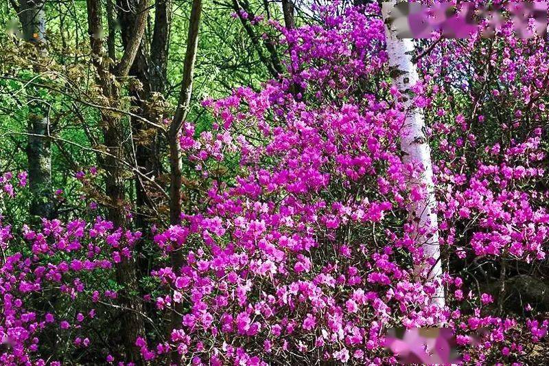 1日|又见61喇叭沟门|高山杜鹃花海の穿越原始白桦林_活动_景区_信息