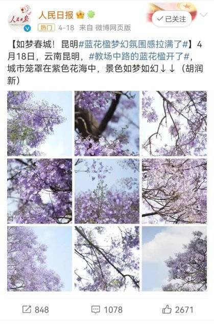 小狗种美丽鲜花（小花狗种萝卜的设计意图怎么写） 第8张