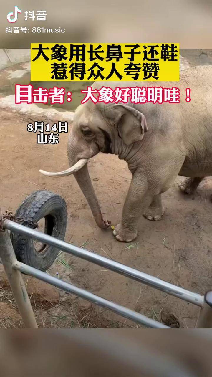 大象用鼻子卷起鞋递还 太聪明的小象了!用鼻子吸起鞋子,还给游客!