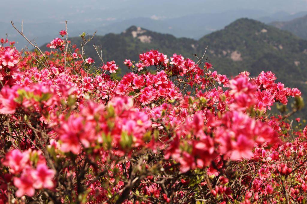 湖北黄冈:杜鹃花漫山遍野,美不胜收