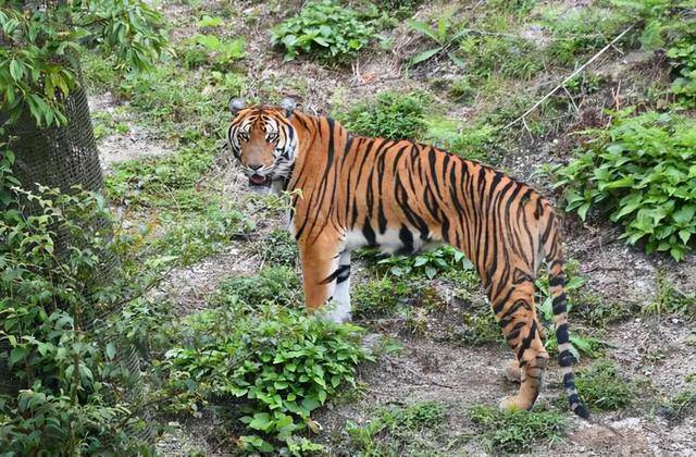 江西村民多次看见野生华南虎,专家曾宣告灭绝,到底该相信谁?