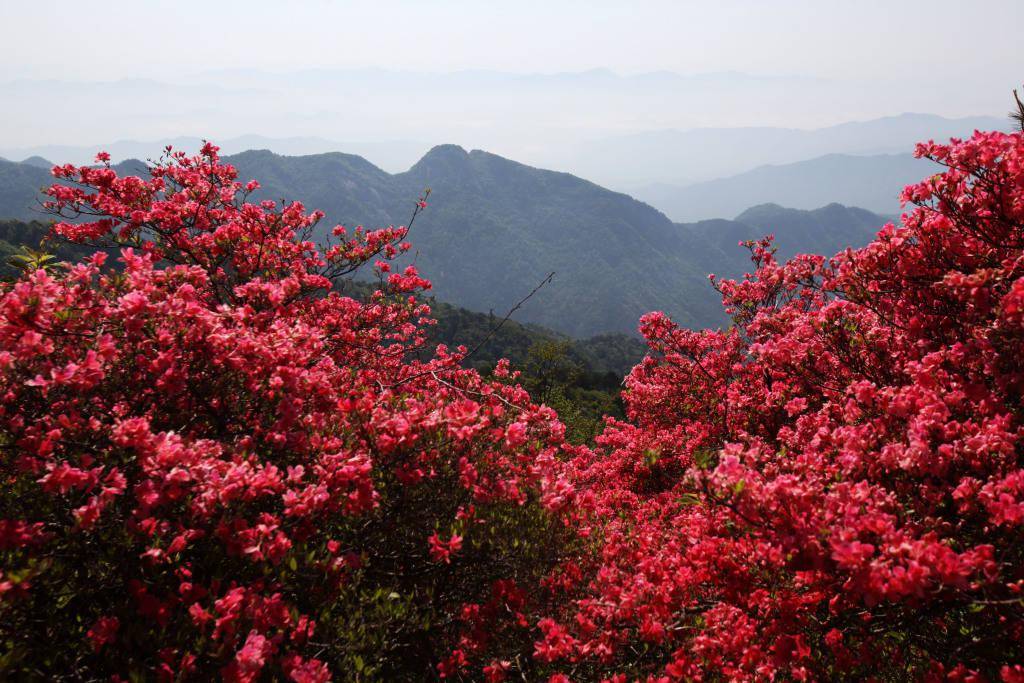 湖北黄冈:杜鹃花漫山遍野,美不胜收