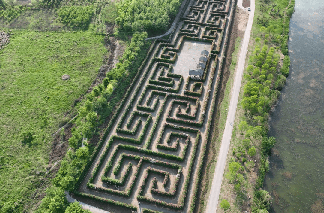 阜阳"月季迷宫",又要火!敢来挑战吗?_休闲_公园_泉水湾