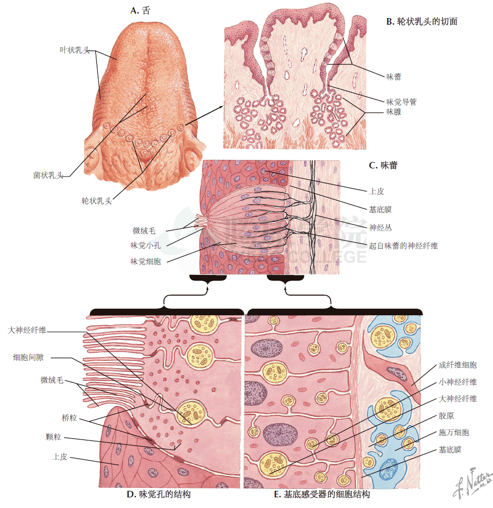 味蕾分布图片