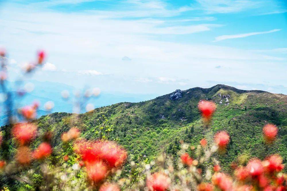 杜鹃花（杜鹃花图片卡通） 第2张