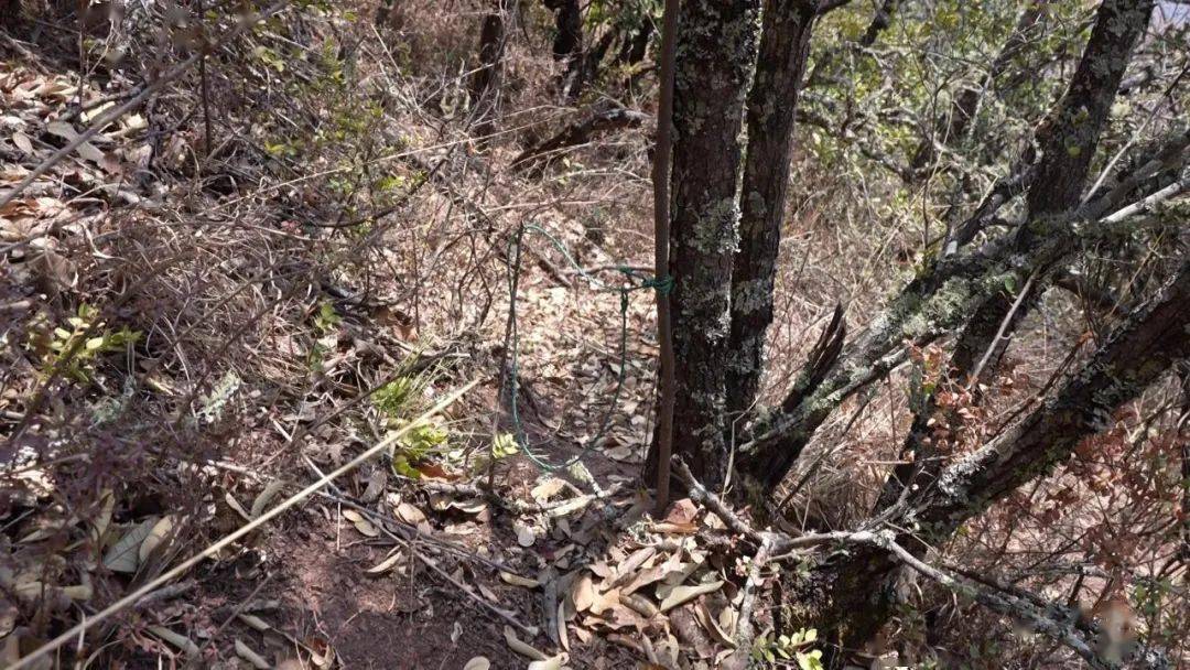 【普法强基】下扣子套獐子自制枪支 永胜2男子窜至宾川非法捕猎被查