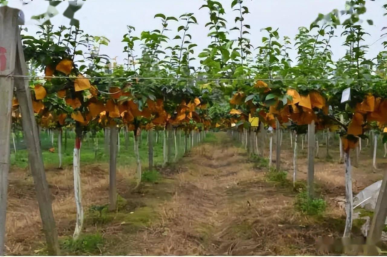 "双臂顺行式"棚架梨树夏季拉枝技术_枝条_主枝_先端