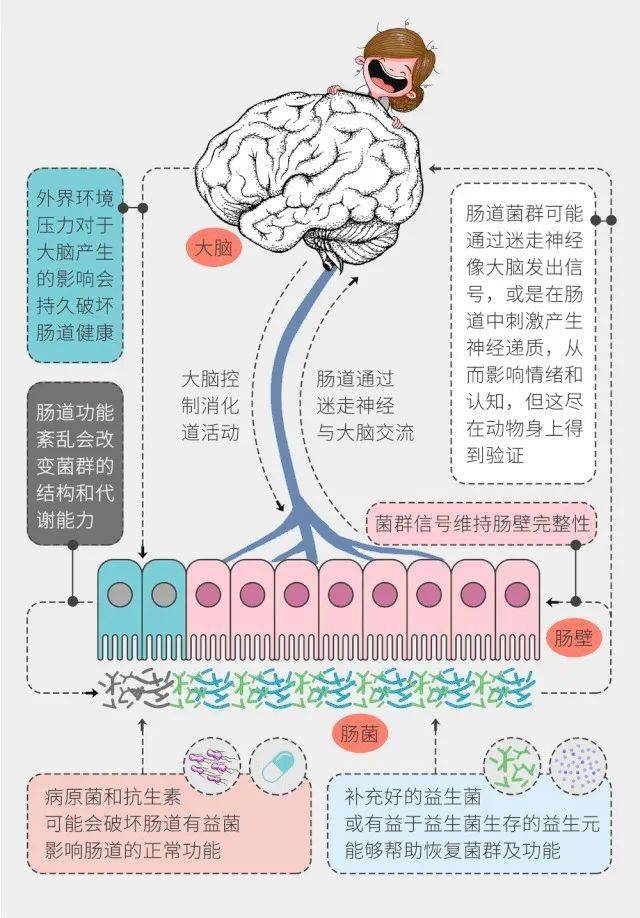 满脑肥肠和脑满肠肥图片