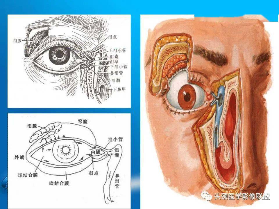 泪腺的解剖位置图片图片