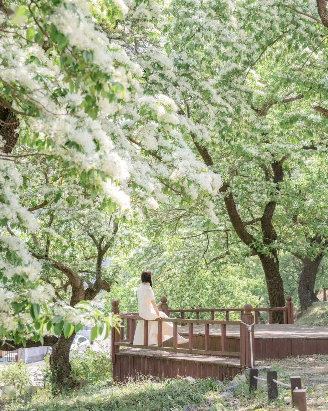 花树下,遇见一位美人儿……_photo_by_客人