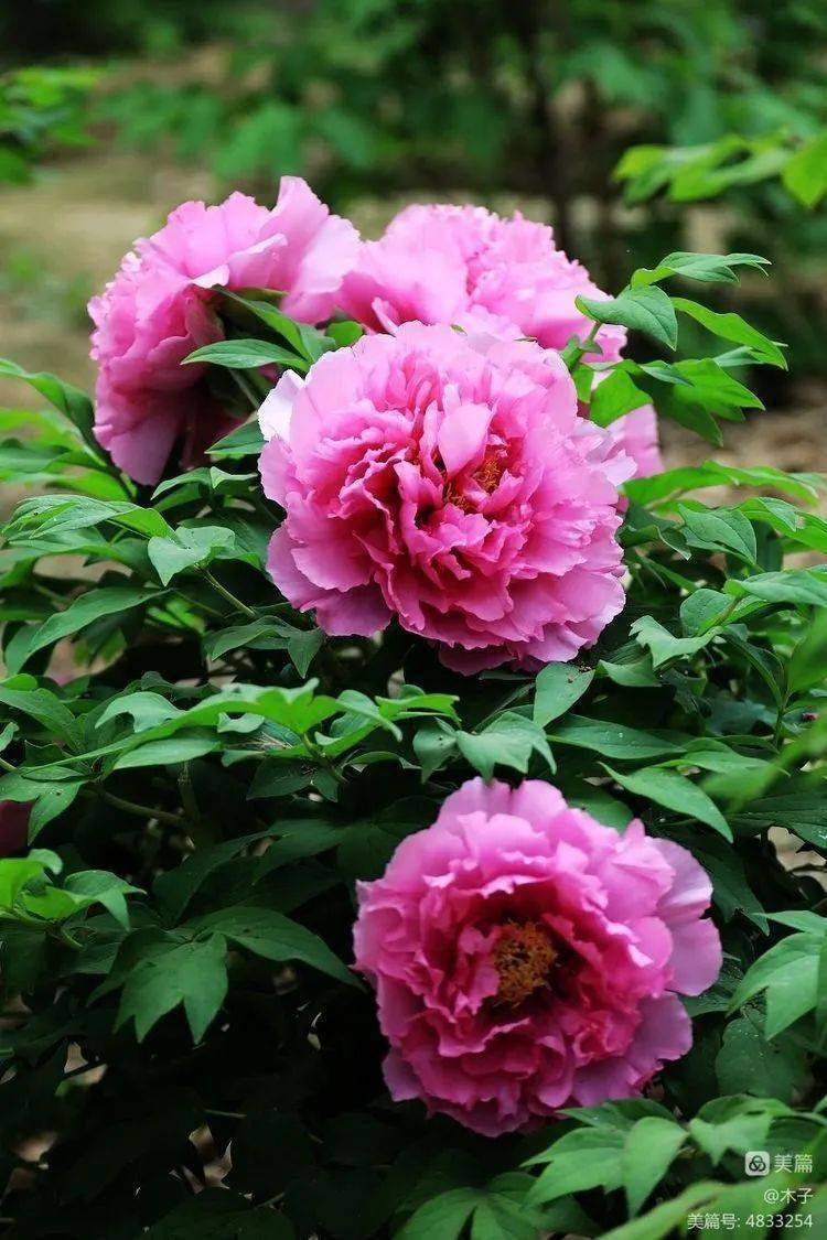 花卉摄影:伊洛冠群牡丹芳