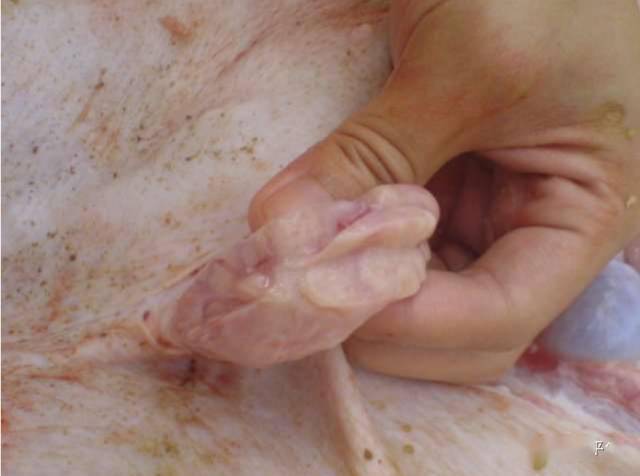 猪腹股沟管图片