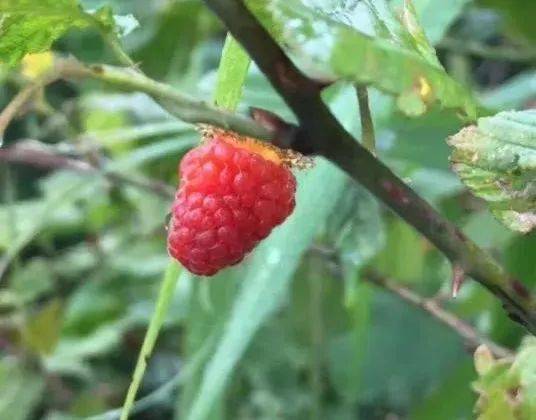 都昌农村等了一年的美味野果终于熟了,你还认识吗?_江西_小时候_味道