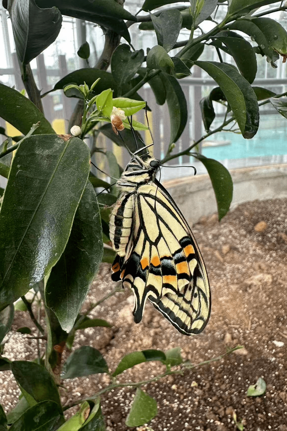 柑橘凤蝶新成长——蝶蛹羽化_宝宝_成蝶_校训