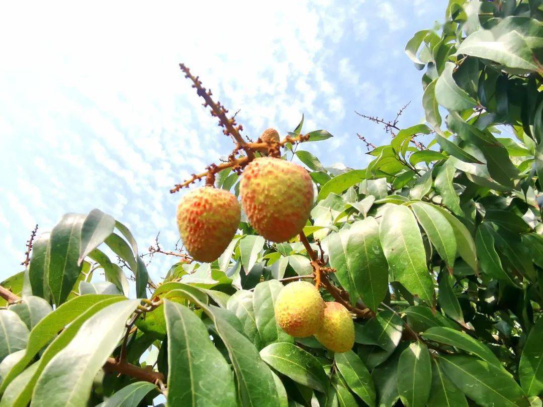 約為1600畝早熟荔枝種植基地是珠三角地區最大的仙村鎮竹園村一鍵導航