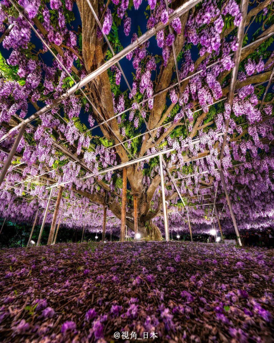 栃木縣足利公園百年紫藤盛開 & 日本兒童數量連續42年減少_人口_花卉