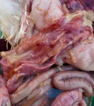 发病急,死亡率高——愈演愈烈的鸡瘟_免疫_疫苗_肉鸡