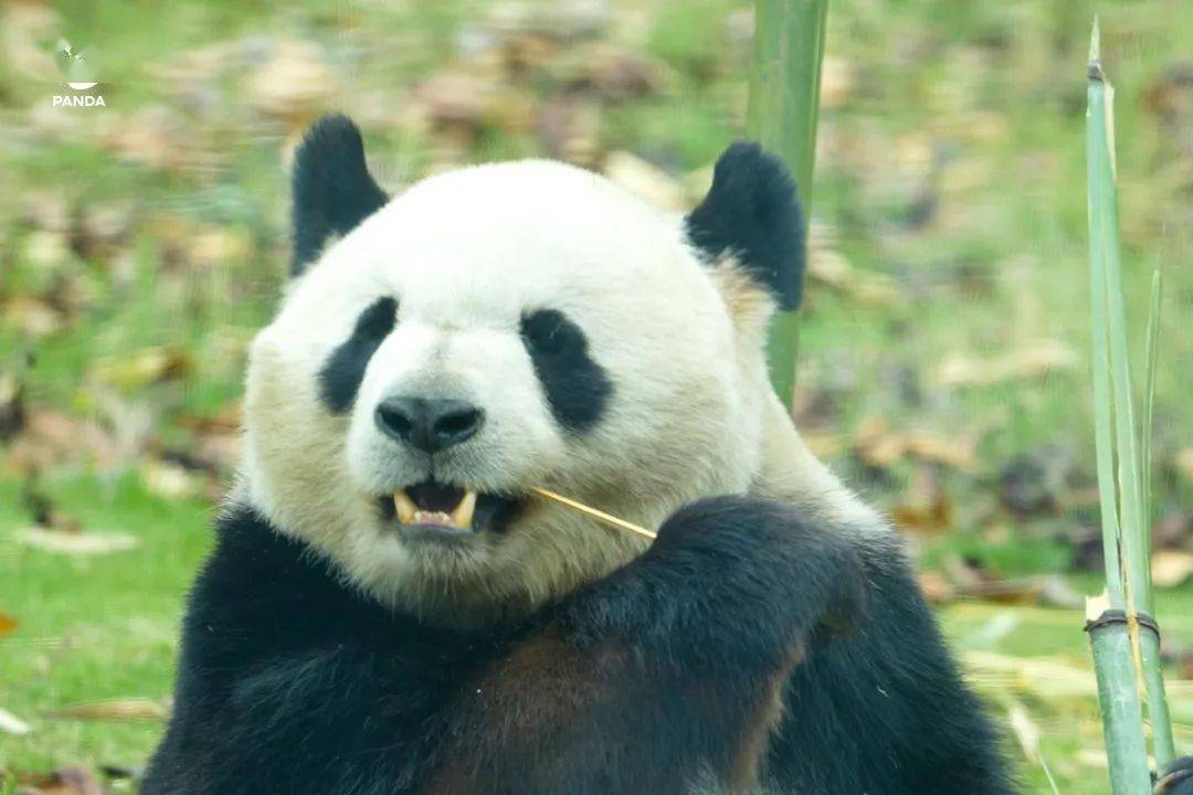 滚滚百科 | 牙齿的秘密_大熊猫_咬合_时候