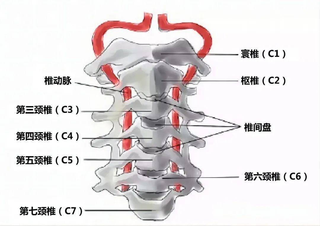 颈动脉结节颈椎图片