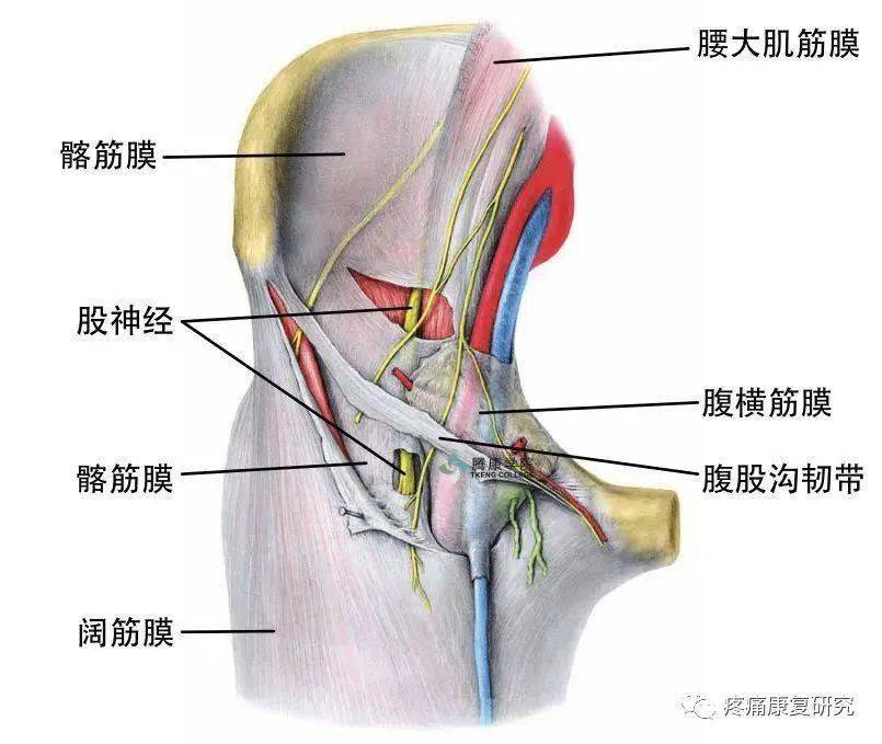 股神经和股外侧皮神经包围在一个密闭的腔隙内,前方为腹股沟韧带,内侧
