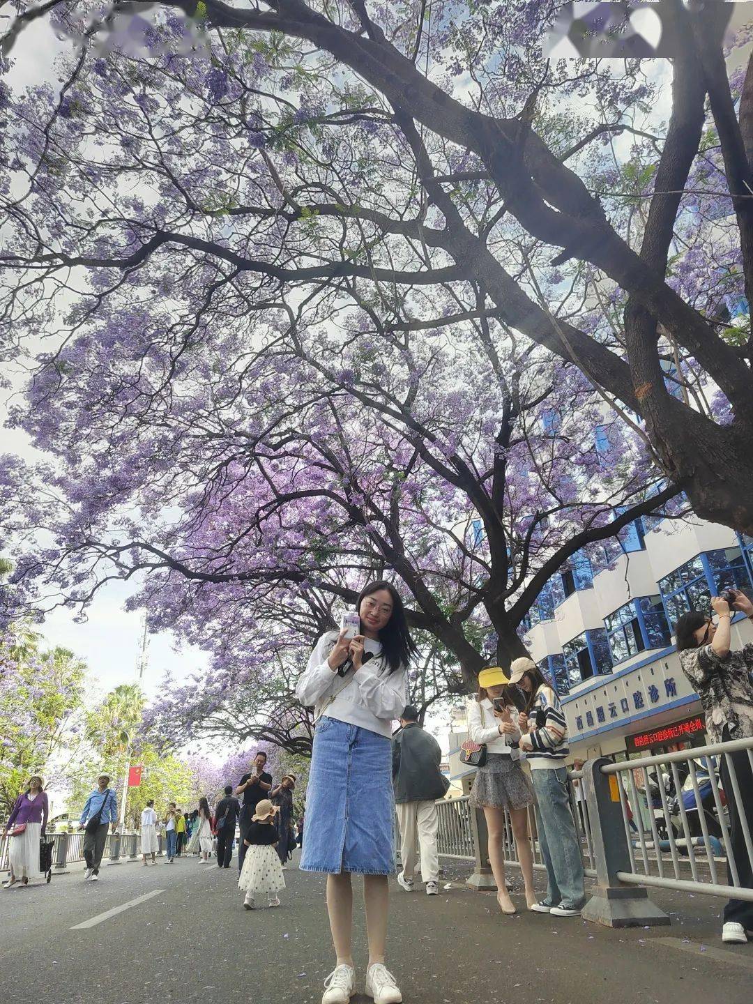 我与西昌蓝花楹合照 第二期来啦