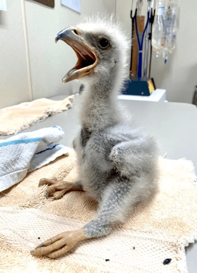 墨菲_小鹰_保护区