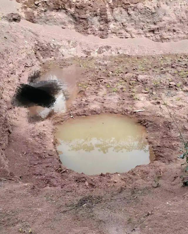 痛心！三姐弟在水坑溺亡，最大10岁最小3岁...
