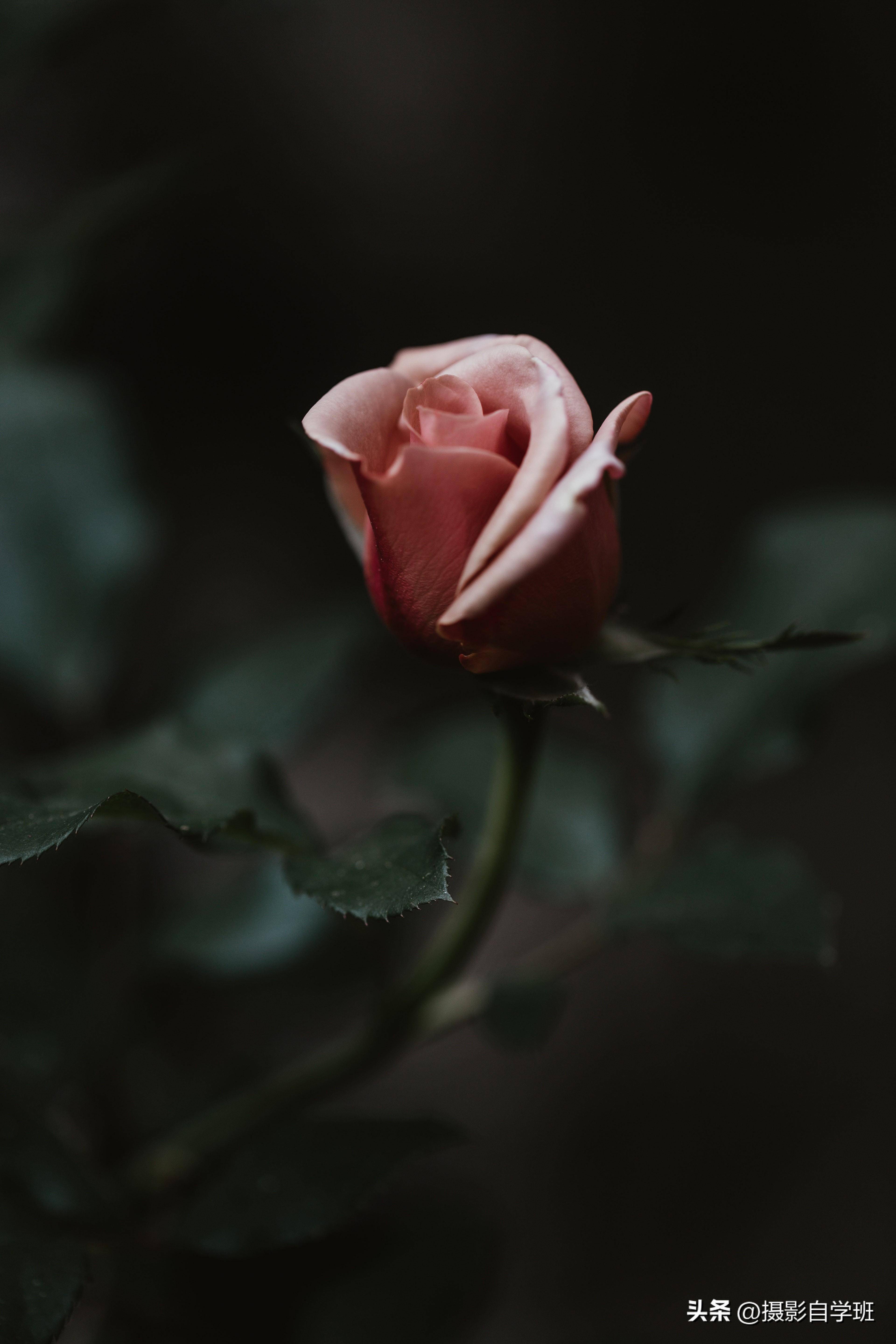 花朵怎么拍好看,摄影技巧就是窗户纸,捅破了一看就会_照片_背景_对比