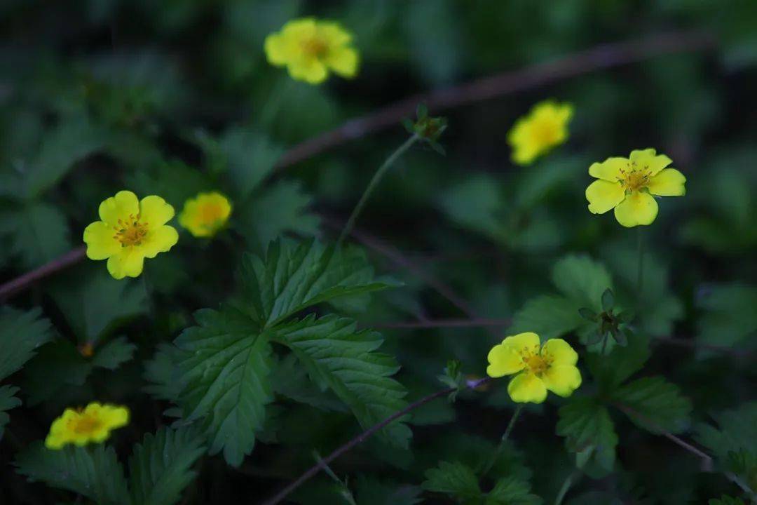 【渠陽百花賞】81:絹毛匍匐委陵菜_公園_校對_曹洪