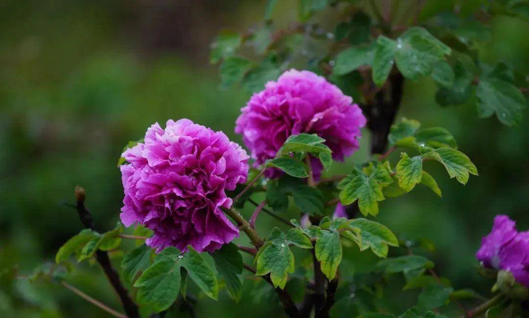 春雨中的河州牡丹美出新高度!_临夏_花系_白色