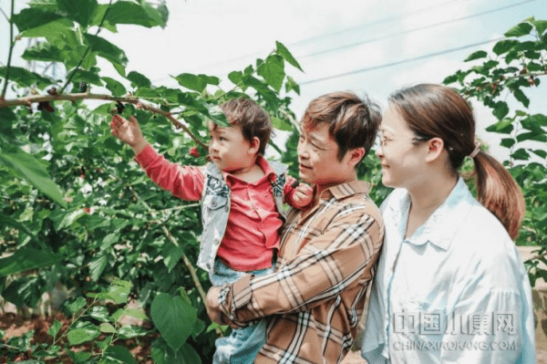 丝绵树（丝绵树是什么树） 第3张