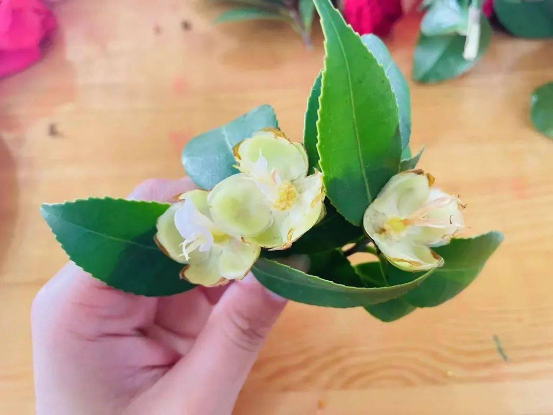 结合孩子的兴趣需要,我们解剖观察到幼儿带来的山茶花结构--"花瓣