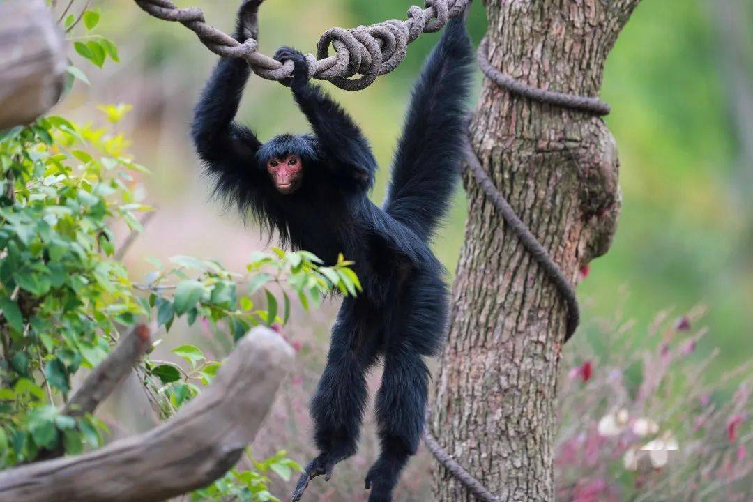 蜘蛛猴的"第五只手"_尾巴_功能_食物