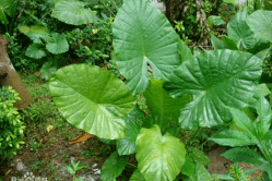 白花菜种子（白花菜的种植） 第8张