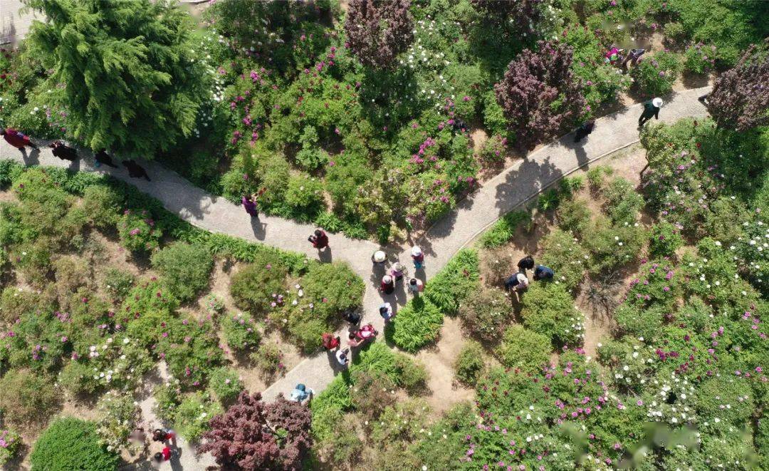 这个母亲节,一起去18金贵牡丹花乡19赏花游园逛市集吧!