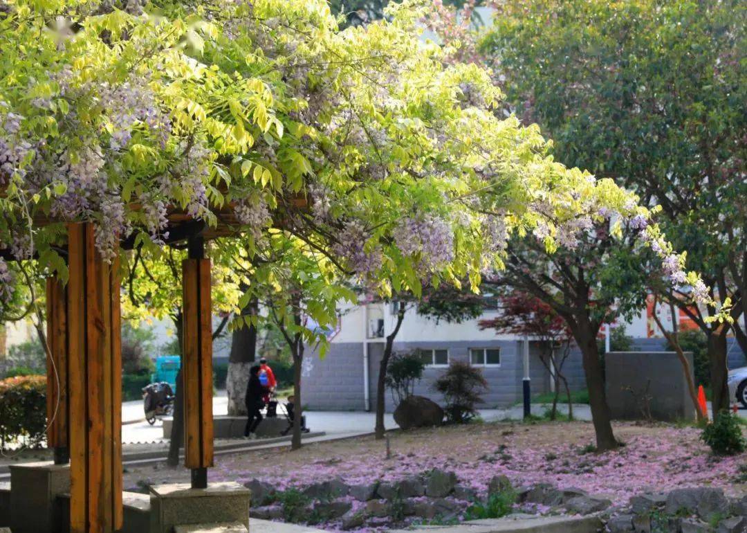 袁枚手植藤(徐建东 摄)春夏之交,紫藤花开,硕大的花穗,在清风里悠然