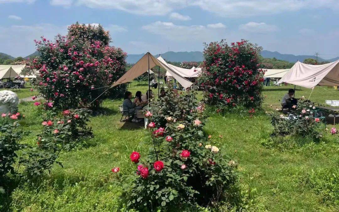 5月团队推荐|富阳这座神仙小岛,玫瑰花开,天幕烧烤,卡丁车,沙滩车,皮