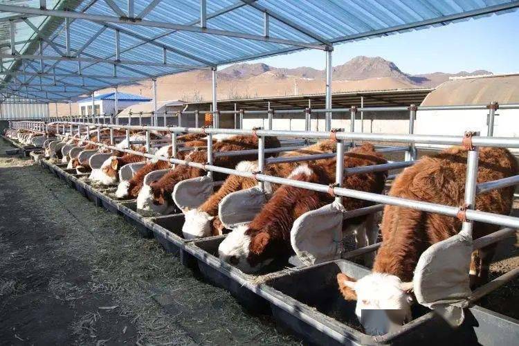 "路走对了,就不怕遥远"——扎鲁特旗加快推进草原畜牧业转型升级试点