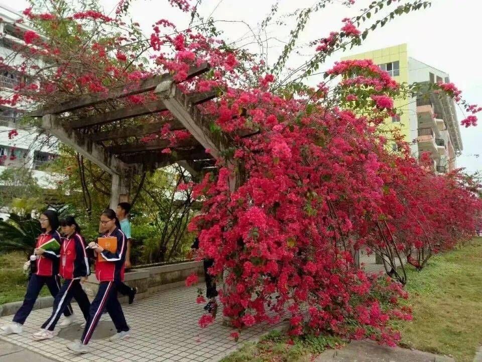 来宾市第六中学图片