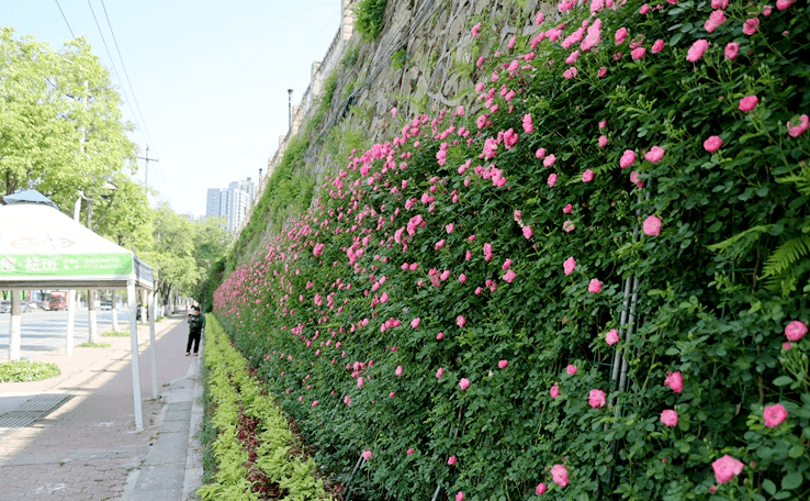 花墙扮靓城市