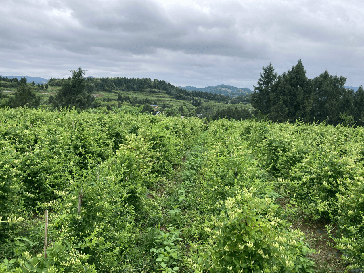 鲜花培训（石家庄花艺培训插花培训鲜花培训） 第3张