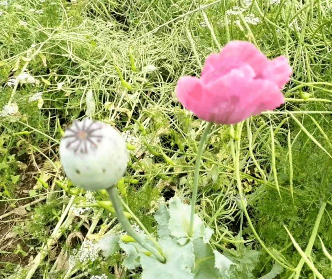 禁毒_罂粟_报警