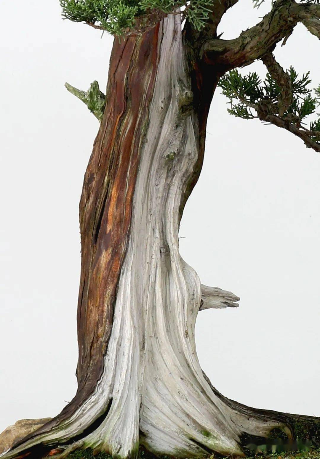 铮铮"傲骨"展浩然正气,徐昊真柏作品赏析_盆景_造型_中国