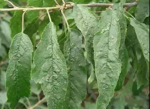 史上最全樱桃病害大集合!